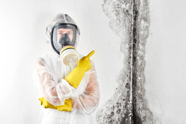 Williamsville, IL Mold Inspection Company